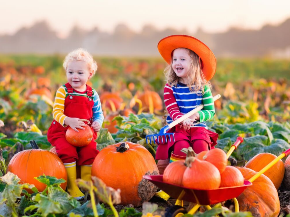 The Best Pumpkin Patches In and Around Minneapolis